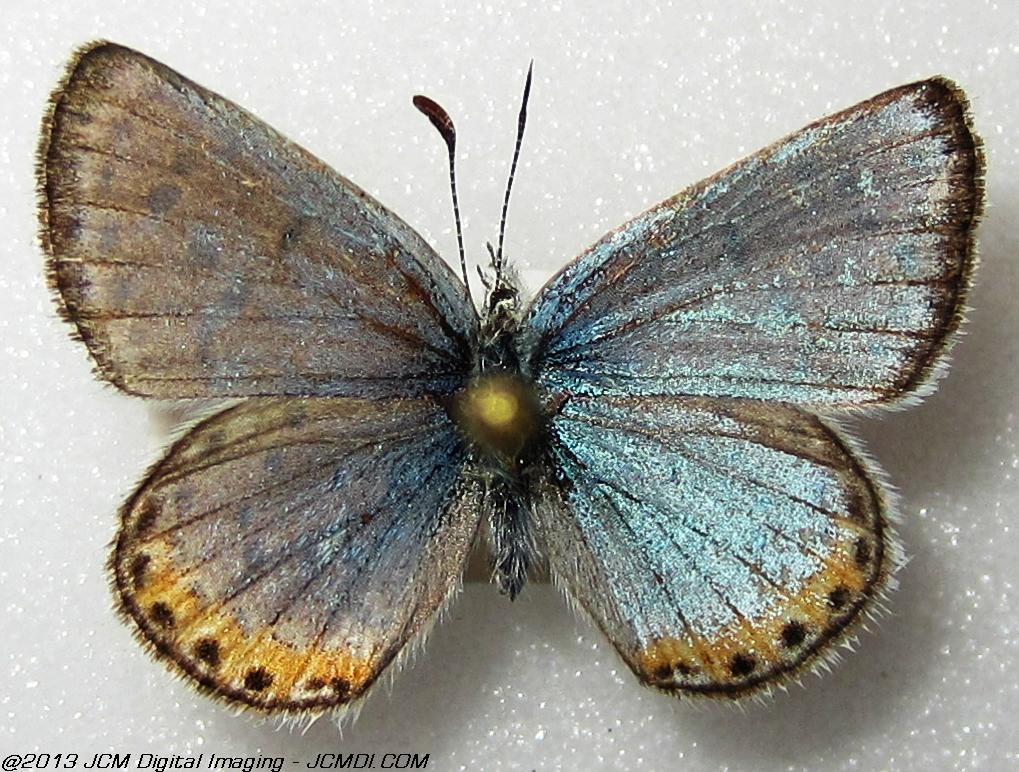 Plebejus chlorina (The Chlorine Blue, Kern Co, Lake Isabella area)